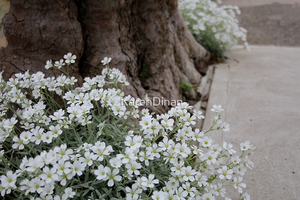 "White Flowers Long Beach" by KarenDinan Redbubble