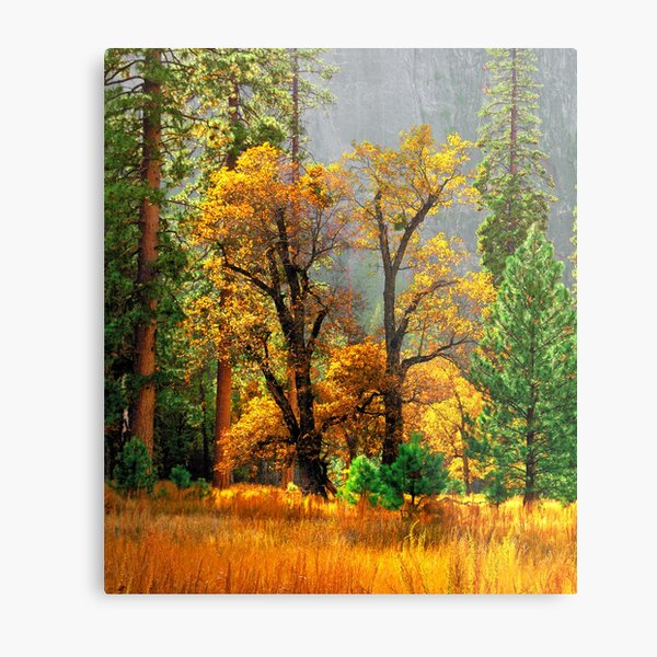 "Yellow Tree Watching" Yosemite Meadow Metal Print
