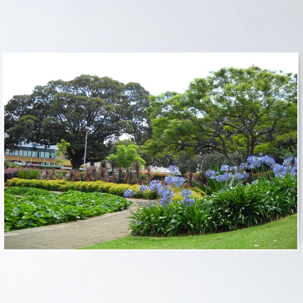 Item preview, Lily Of The Nile Walkway, Victoria Park, Glebe, NSW. designed and sold by C J Lewis.