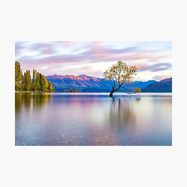That Wanaka Tree Photographic Print