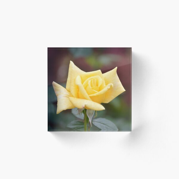 Rose jaune Bloc acrylique