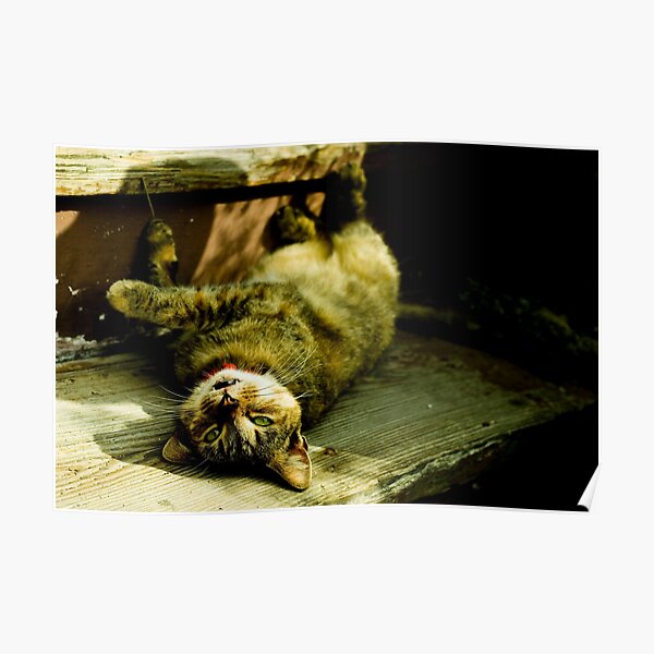 Upsidedown Kitty Poster