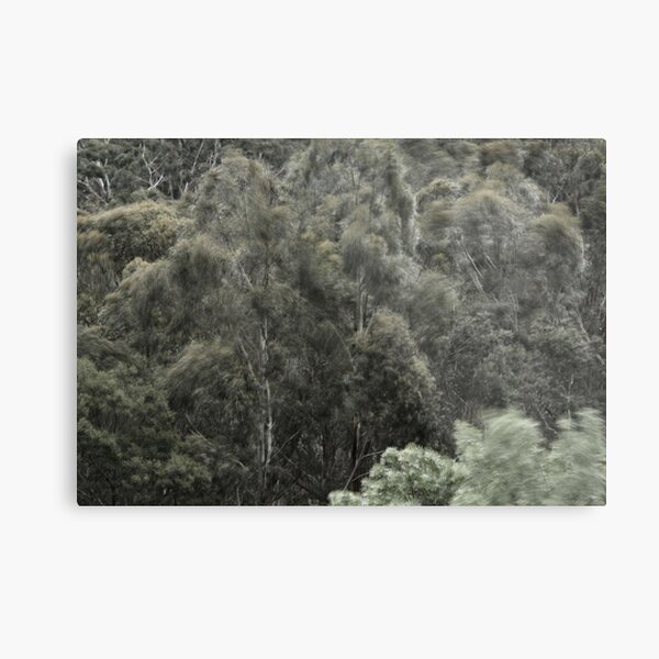 Boiling Bush Metal Print