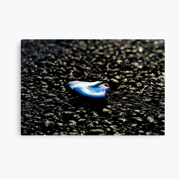 Asphalt Shell Canvas Print