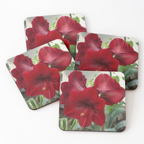 Item preview, Christmas Red Amaryllis Flowers designed and sold by Georgia Mizuleva.