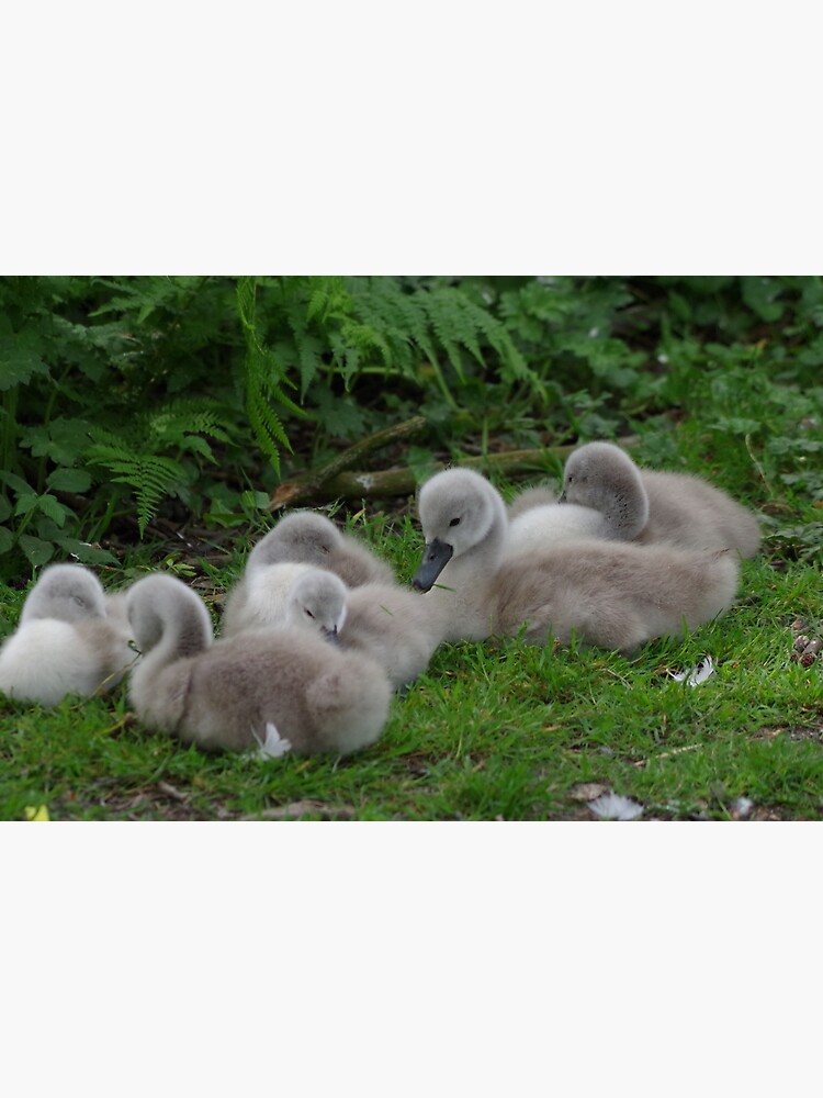 Poster for Sale by CORNISHPHOTOS Redbubble