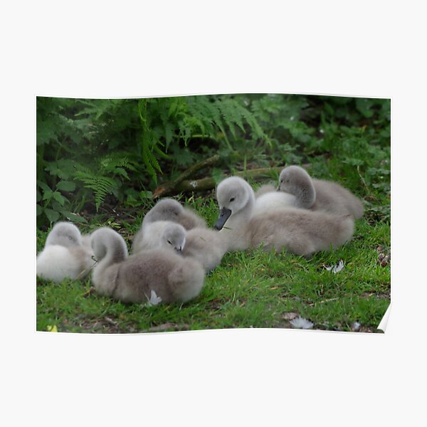 Poster for Sale by CORNISHPHOTOS Redbubble