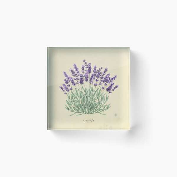 Item preview, Vintage botanical print - Lavender designed and sold by hellcom.