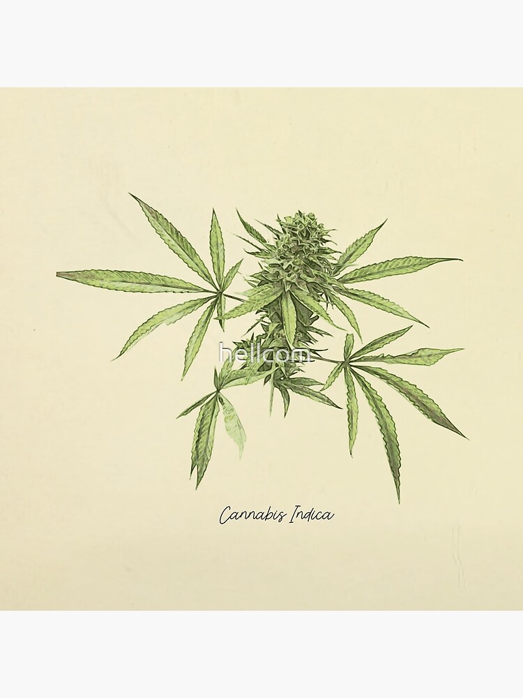 Vintage botanical print - Cannabis by hellcom