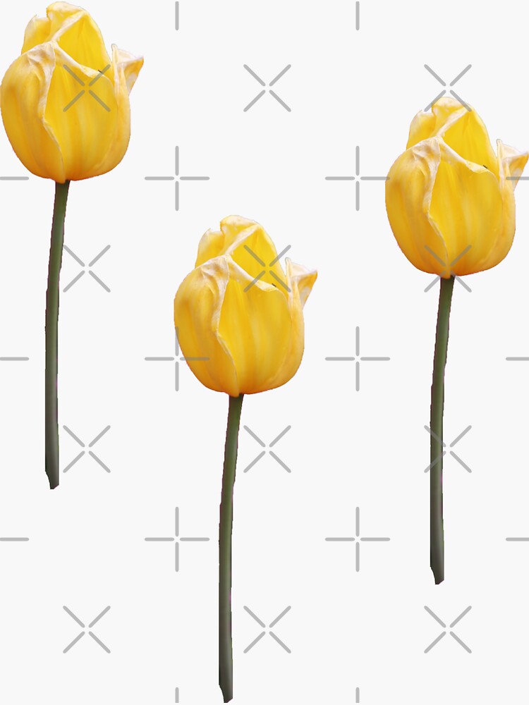 Yellow Tulip by STHogan