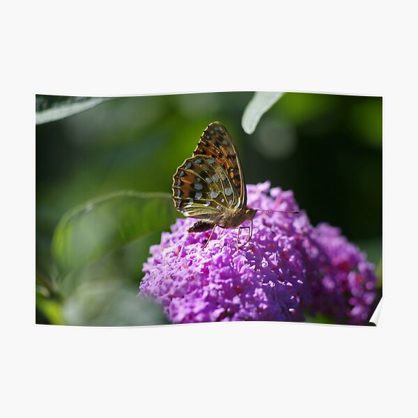 Dark Green Fritillary Butterfly Poster