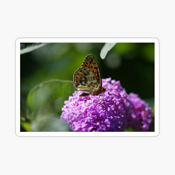 Dark Green Fritillary Butterfly Sticker