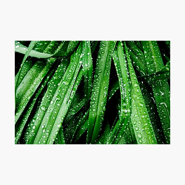 After the Rain Photographic Print