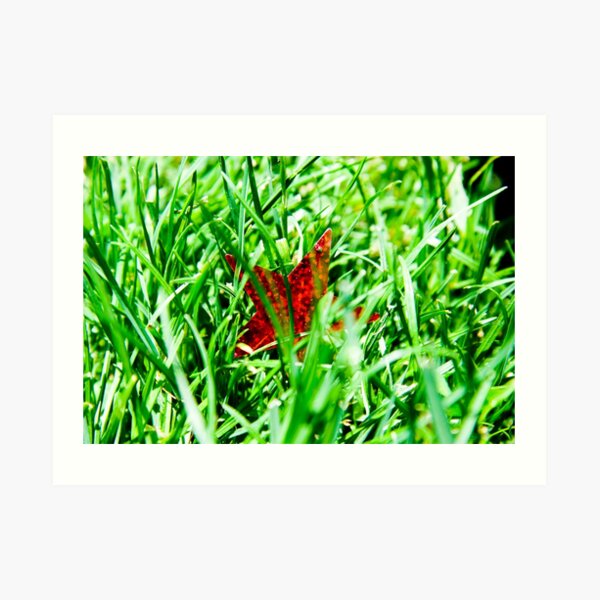 Grass Star Art Print