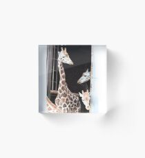 Giraffe Acrylic Block