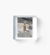 Meerkat Acrylic Block