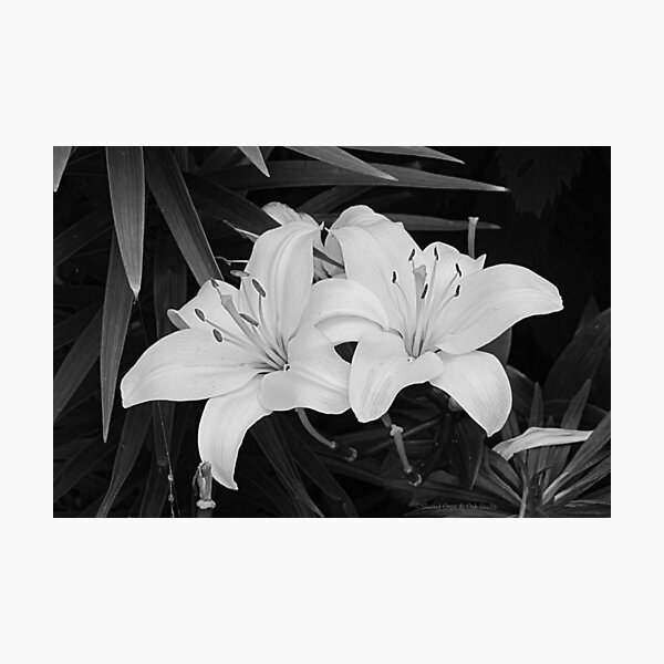 Lámina fotográfica «Flor de lirio blanco negro contemporáneo Arte floral  A116» de byNicol | Redbubble