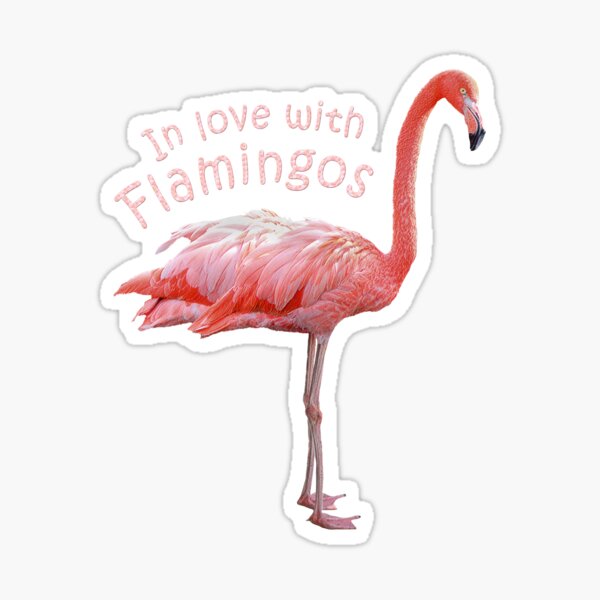 In love with Flamingos Sticker