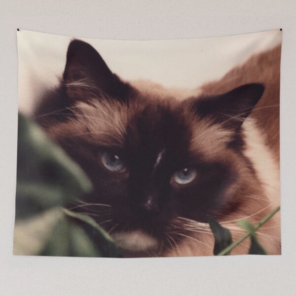 Item preview, Seal Point Ragdoll designed and sold by nimitz69.