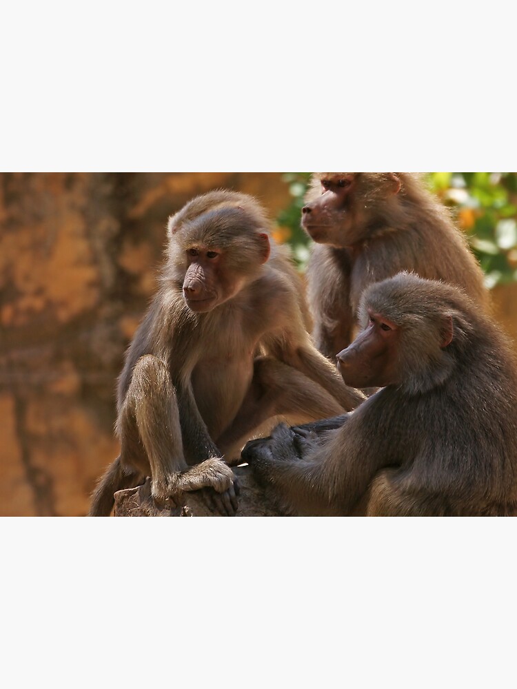 "monkey business" by rogersmith