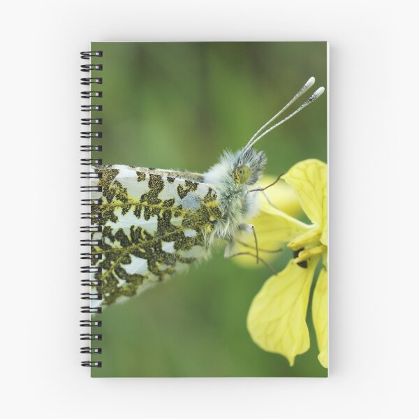 Item preview, Orange Tip Butterfly designed and sold by marens.