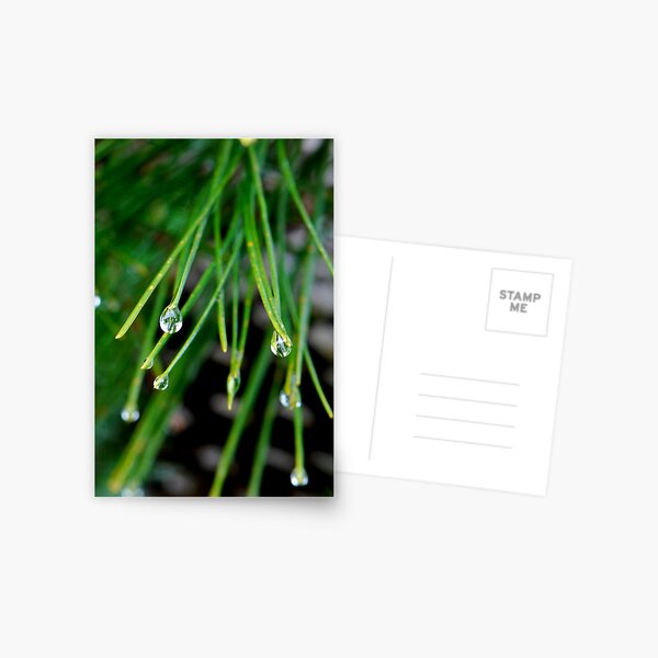 Merry merry droplets Postcard
