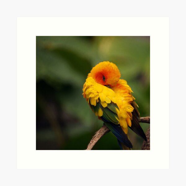 Sun Conure Art Print