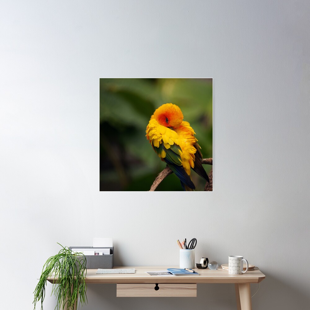 Sun Conure Poster