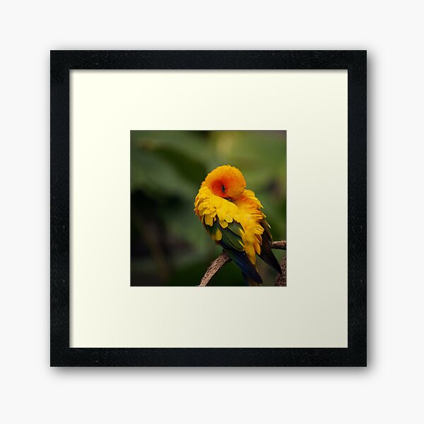 Sun Conure Framed Art Print