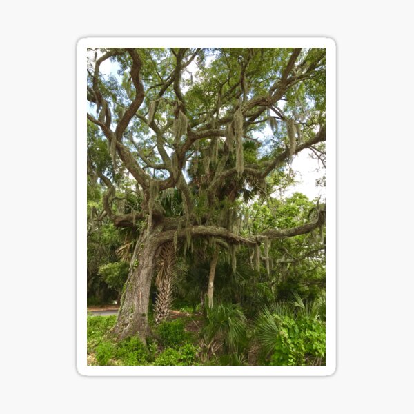 Item preview, Old forest with Gnarled tree with Palms Growing Between designed and sold by 2CrabbySisters.