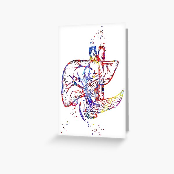 Item preview, Liver, human organs, liver art, liver anatomy, human liver anatomy designed and sold by Rosaliartbook.