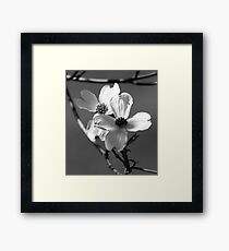 Dogwood Blooms Framed Print