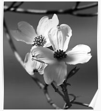 Dogwood Blooms Poster