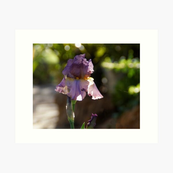 Iris in the Garden - Magpie Springs - Adelaide Hills Wine Region - Fleurieu Peninsula - South Australia Art Print