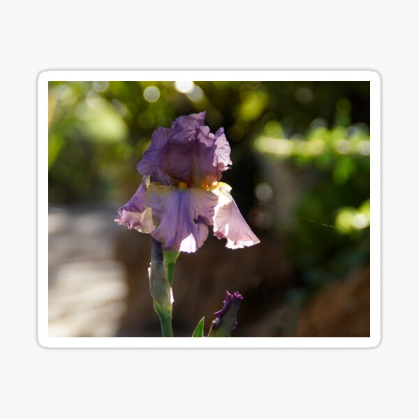 Item preview, Iris in the Garden - Magpie Springs - Adelaide Hills Wine Region - Fleurieu Peninsula - South Australia designed and sold by MagpieSprings.