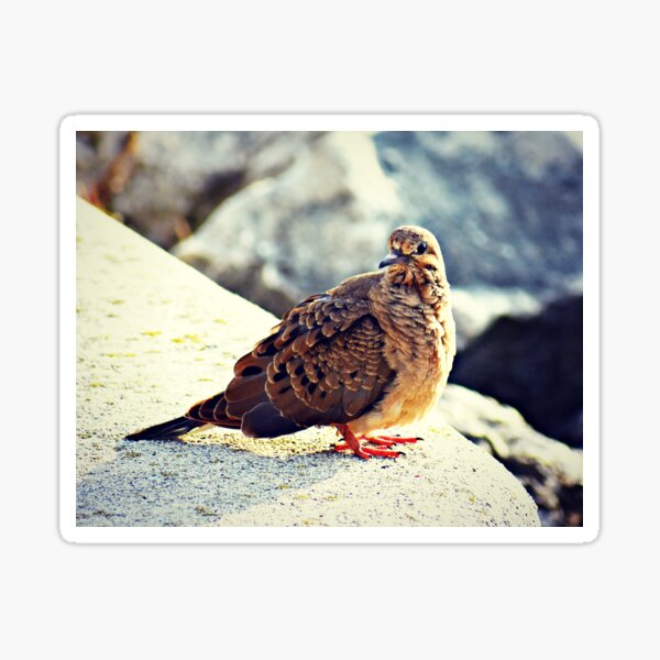 Morning Dove Sticker