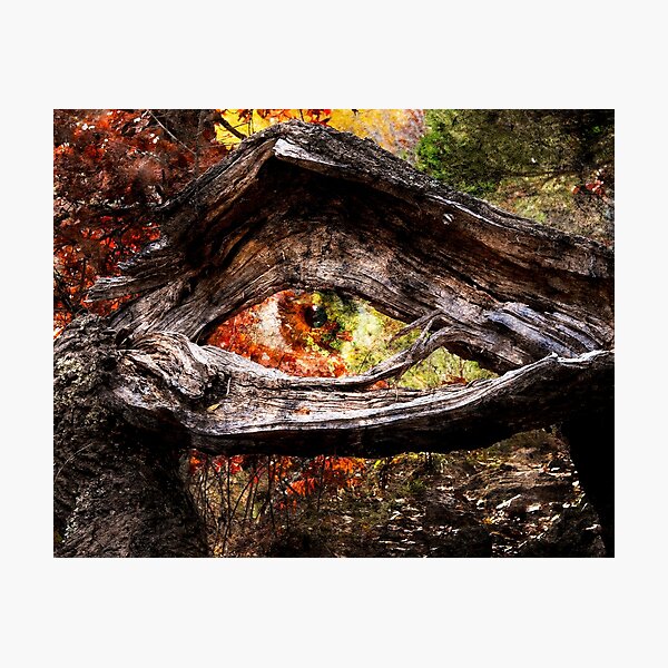 Watcher Of The Woods Photographic Print