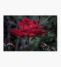 magic of beauty Photographic Print