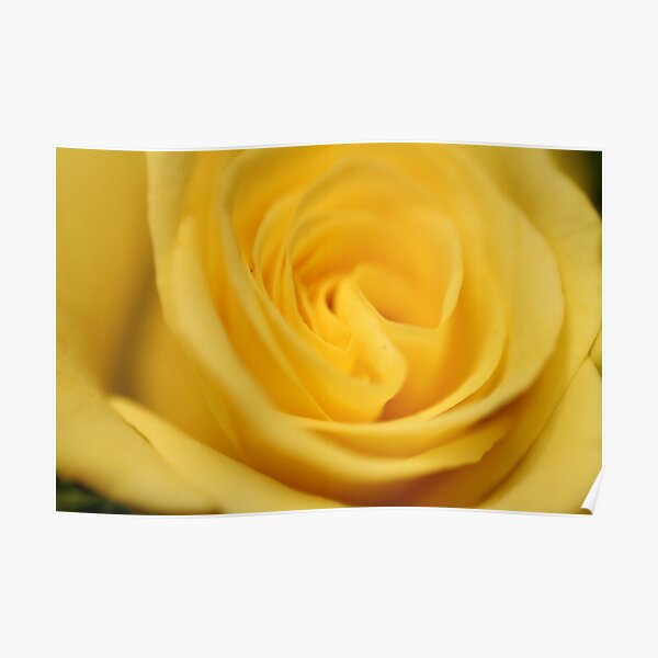 Flower: Yellow Rose I Poster