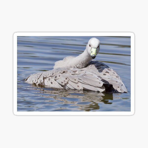 Item preview, Tidying up the Feathers, Cape Barren Goose designed and sold by Vickie Burt.