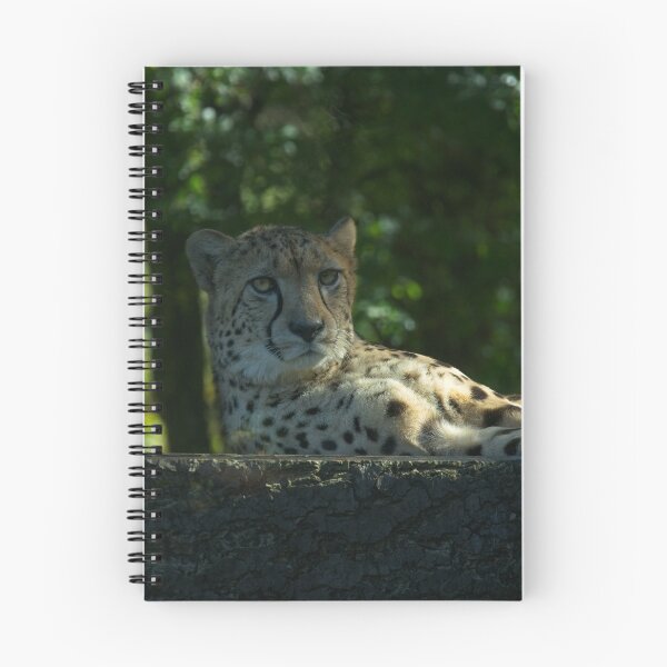 Item preview, Resting Cheetah designed and sold by rawshutterbug.