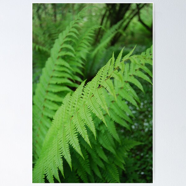 Item preview, Glenashdale, Isle of Arran  designed and sold by thebigidea photography.