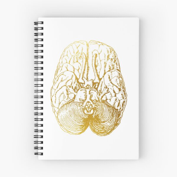 Item preview, Human brain section designed and sold by Liededrom..