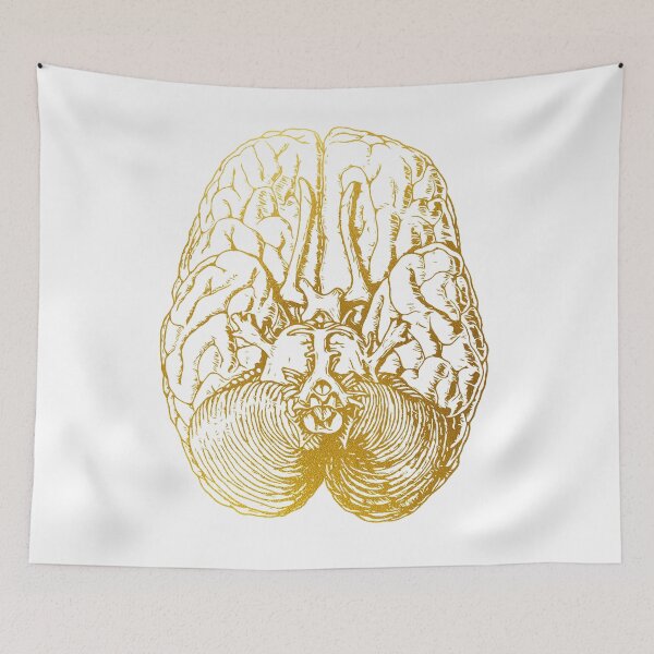 Item preview, Human brain section designed and sold by Liededrom..