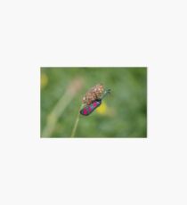 Six Spot Burnet Moth Art Board
