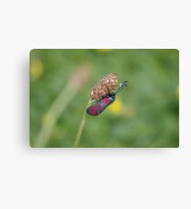 Six Spot Burnet Moth Canvas Print