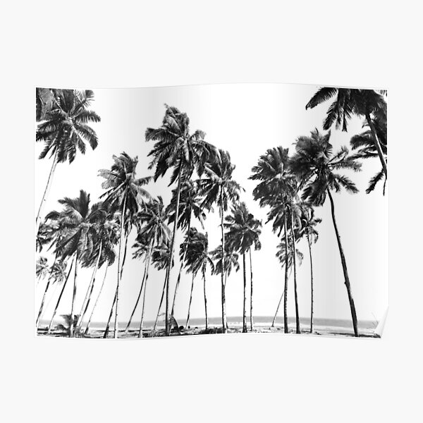 Palm Trees Black and White Poster