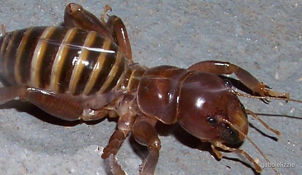 "child of the earth" by gabbielizzie Redbubble