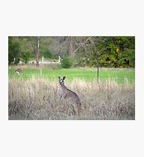Kangaroos Photographic Print