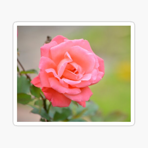 Rose Sticker